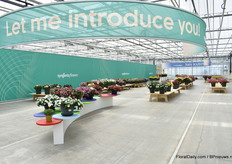 Nog meer noviteiten gepresenteerd door Syngenta Flowers.